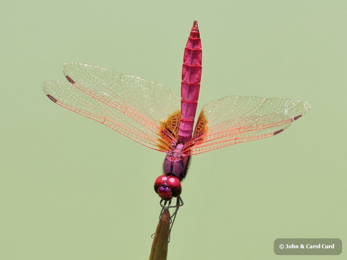 _MG_5206 Trithemis aurora male.JPG